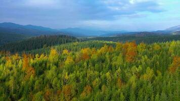 Aerial view of a bright autumn forest on the slopes of the mountains at dawn. Colorful panorama of the Carpathian mountains in autumn. Ukraine video