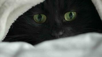 Black fluffy cat with green eyes lies wrapped in a blanket. Halloween symbol video