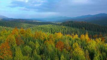 Aerial view of a bright autumn forest on the slopes of the mountains at dawn. Colorful panorama of the Carpathian mountains in autumn. Ukraine video