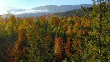 Aerial view of a bright autumn forest on the slopes of the mountains at dawn. Colorful panorama of the Carpathian mountains in autumn. Ukraine video