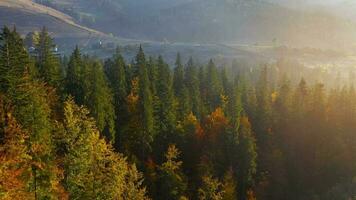 aereo Visualizza di un' luminosa autunno foresta su il versante di il montagne a alba. colorato panorama di il carpazi montagne nel autunno. Ucraina video