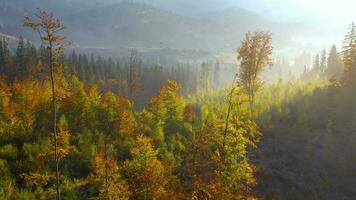 antenne visie van een helder herfst Woud Aan de hellingen van de bergen Bij ochtendgloren. kleurrijk panorama van de Karpaten bergen in herfst. Oekraïne video