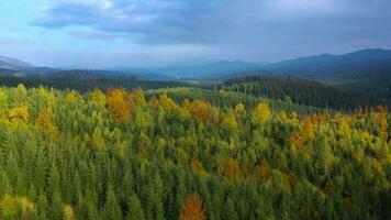 Aerial view of a bright autumn forest on the slopes of the mountains at dawn. Colorful panorama of the Carpathian mountains in autumn. Ukraine video