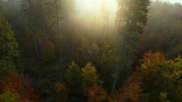 antenne visie van een helder herfst Woud Aan de hellingen van de bergen Bij ochtendgloren. kleurrijk panorama van de Karpaten bergen in herfst. Oekraïne video