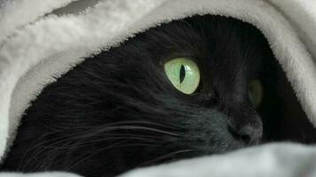 Black fluffy cat with green eyes lies wrapped in a blanket. Halloween symbol video