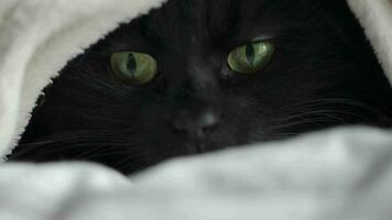 zwart pluizig kat met groen ogen leugens verpakt in een deken. halloween symbool video