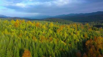 antenne visie van een helder herfst Woud Aan de hellingen van de bergen Bij ochtendgloren. kleurrijk panorama van de Karpaten bergen in herfst. Oekraïne video