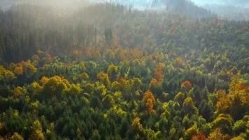 antenn se av en ljus höst skog på de sluttningar av de bergen på gryning. färgrik panorama av de karpater bergen i höst. ukraina video