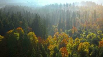 aereo Visualizza di un' luminosa autunno foresta su il versante di il montagne a alba. colorato panorama di il carpazi montagne nel autunno. Ucraina video