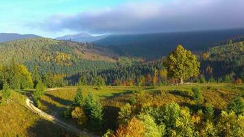 aéreo ver de un brillante otoño bosque en el pendientes de el montañas a amanecer. vistoso panorama de el cárpato montañas en otoño. Ucrania video