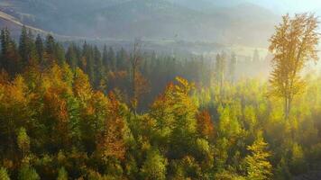 aéreo ver de un brillante otoño bosque en el pendientes de el montañas a amanecer. vistoso panorama de el cárpato montañas en otoño. Ucrania video