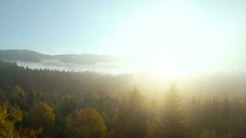 Antenne Aussicht von ein hell Herbst Wald auf das Pisten von das Berge beim Dämmerung. bunt Panorama von das Karpaten Berge im Herbst. Ukraine video