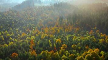 Aerial view of a bright autumn forest on the slopes of the mountains at dawn. Colorful panorama of the Carpathian mountains in autumn. Ukraine video