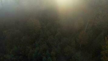 aéreo ver de un brillante otoño bosque en el pendientes de el montañas a amanecer. vistoso panorama de el cárpato montañas en otoño. Ucrania video