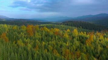 Aerial view of a bright autumn forest on the slopes of the mountains at dawn. Colorful panorama of the Carpathian mountains in autumn. Ukraine video