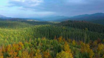 Aerial view of a bright autumn forest on the slopes of the mountains at dawn. Colorful panorama of the Carpathian mountains in autumn. Ukraine video