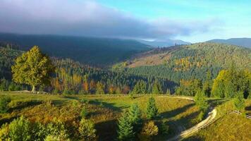 Aerial view of a bright autumn forest on the slopes of the mountains at dawn. Colorful panorama of the Carpathian mountains in autumn. Ukraine video