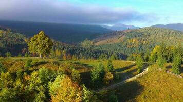 Aerial view of a bright autumn forest on the slopes of the mountains at dawn. Colorful panorama of the Carpathian mountains in autumn. Ukraine video