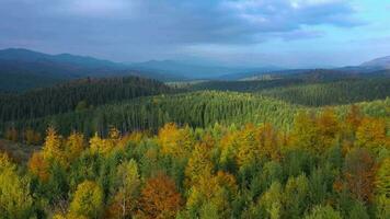 Aerial view of a bright autumn forest on the slopes of the mountains at dawn. Colorful panorama of the Carpathian mountains in autumn. Ukraine video