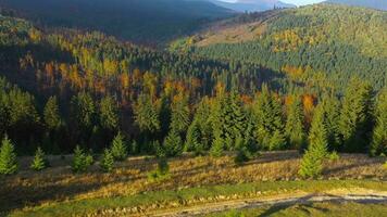 Aerial view of a bright autumn forest on the slopes of the mountains at dawn. Colorful panorama of the Carpathian mountains in autumn. Ukraine video