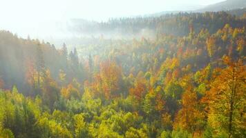 aéreo ver de un brillante otoño bosque en el pendientes de el montañas a amanecer. vistoso panorama de el cárpato montañas en otoño. Ucrania video