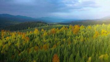 Aerial view of a bright autumn forest on the slopes of the mountains at dawn. Colorful panorama of the Carpathian mountains in autumn. Ukraine video