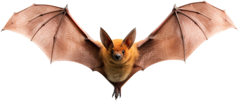 pipistrello volante png con ai generato.