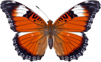 Butterfly with . png