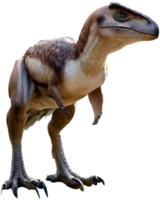 Raptor with . png