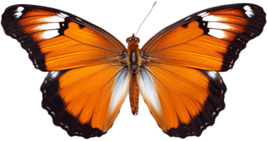 Schmetterling png mit ai generiert.