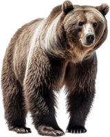 Urso png com ai gerado.