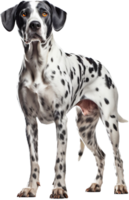 Dalmatian with . png