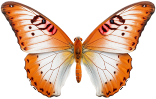 Butterfly with . png
