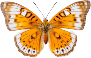 Butterfly with . png