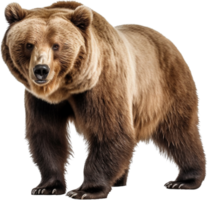 orso png con ai generato.