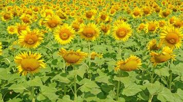 Sunflowers bloom in the cold wind video