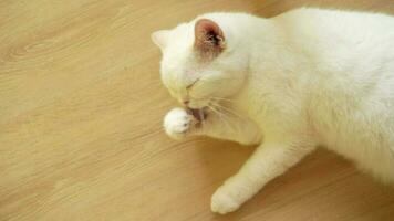 mignonne chat toilettage lui-même à maison. chat lécher pattes et la lessive affronter. video