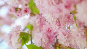 fioritura giapponese ciliegia o sakura ondeggiare nel il vento contro il fondale di un' chiaro cielo video