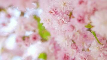 floreciente japonés Cereza o sakura influencia en el viento en contra el fondo de un claro cielo video