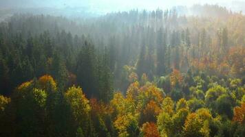 antenn se av en ljus höst skog på de sluttningar av de bergen på gryning. färgrik panorama av de karpater bergen i höst. ukraina video