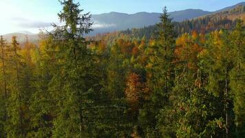 Aerial view of a bright autumn forest on the slopes of the mountains at dawn. Colorful panorama of the Carpathian mountains in autumn. Ukraine video