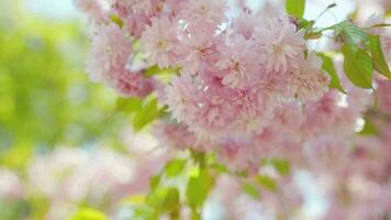 Blooming Japanese cherry or sakura sway in the wind against the backdrop of a clear sky video