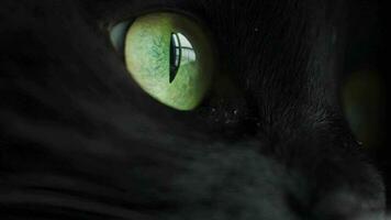 negro mullido gato con verde ojos mentiras envuelto en un frazada. Víspera de Todos los Santos símbolo video