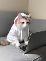 Cat with hoodie. Concept of hardworking pet. image photo