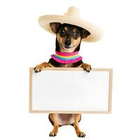 Adorable pet dog with Cinco De Mayo day fashion holding rectangular blank frame. photo