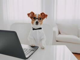 Busy jack russell terrier dog with eyeglasses. Concept of hardworking pet officer. photo