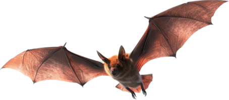 chauve souris en volant png avec ai généré.