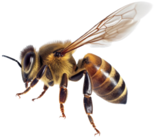 Bee side view with . png