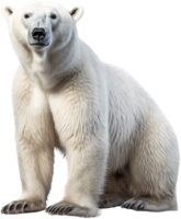 Polar- Bären png mit ai generiert