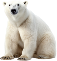 polar osos png con ai generado